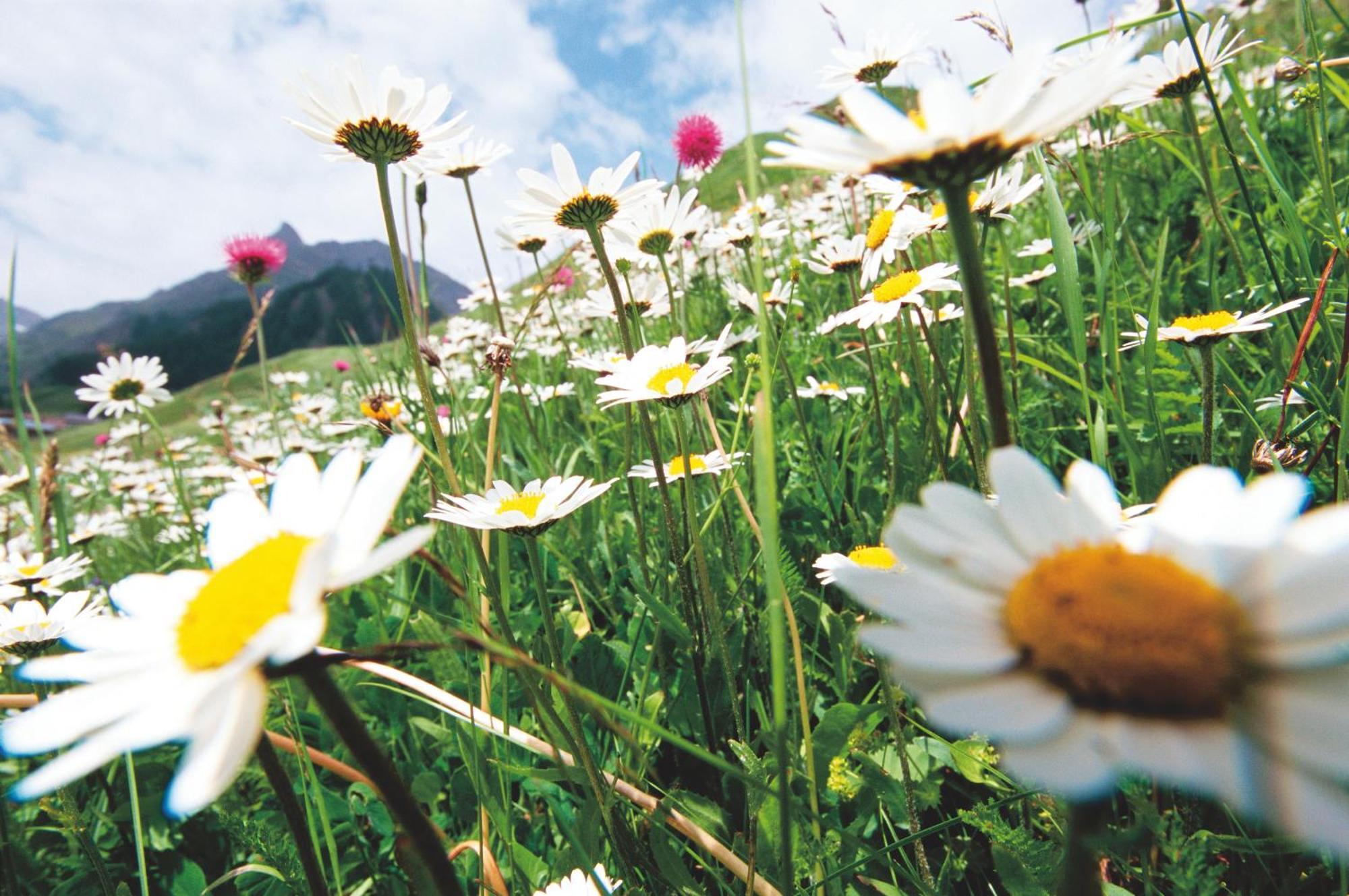 Hotel Garni Muttler Alpinresort & 4*